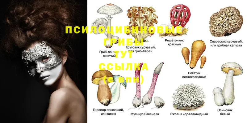 наркота  гидра маркетплейс  Галлюциногенные грибы Magic Shrooms  Усмань 